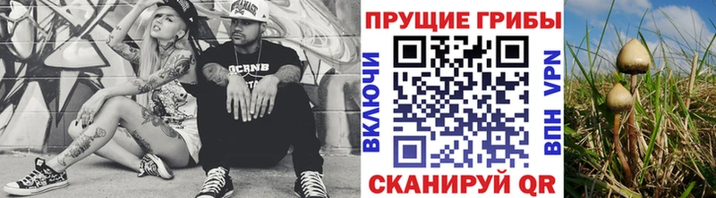 Псилоцибиновые грибы Psilocybe Торопец